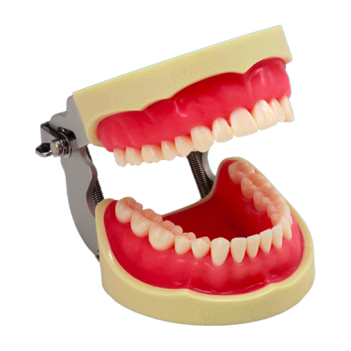 TYPODONTO DENTAL CON ENCIA ROSA URETANO CON ARTICULADOR FEM INMANTADO DE 32 PIEZAS NISSIN REF 341651 / 390133