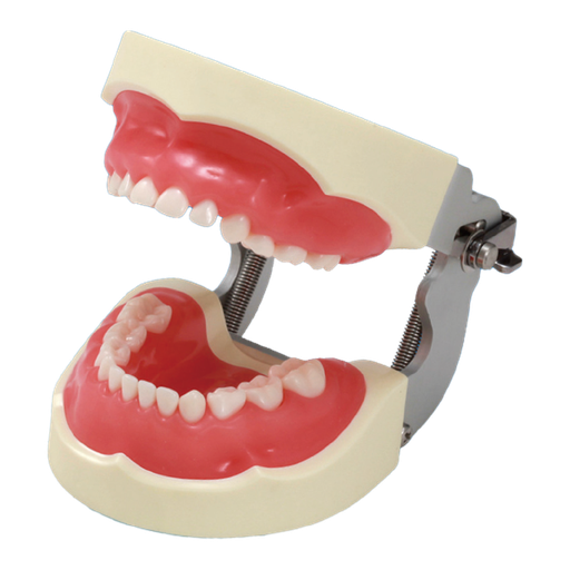 [49619G] TYPODONTO PEDIATRICO CON ENCIA ROSA CON ARTICULADOR FEM CON GANCHO DE 24 PIEZAS NISSIN REF. 345108